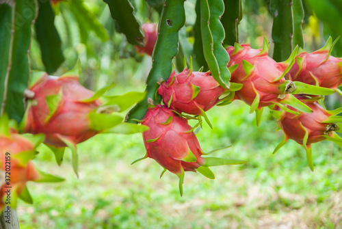 Dragon fruit, hylocereus, Dragon fruit from Thailand country