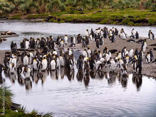 King penguin colony by the water 