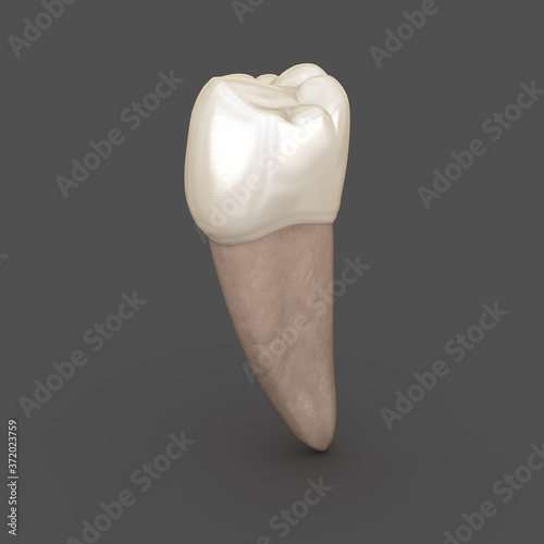Canvastavla Dental anatomy - Mandibular Second premolar tooth
