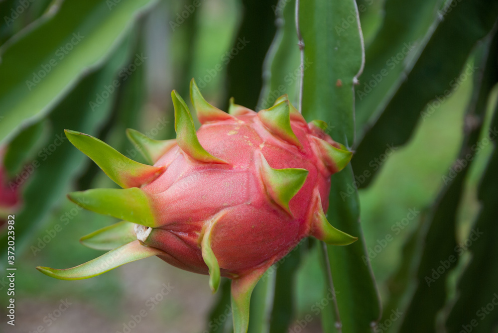 Dragon fruit, hylocereus, Dragon fruit from Thailand country Dragon fruit, hylocereus, Dragon fruit from Thailand country