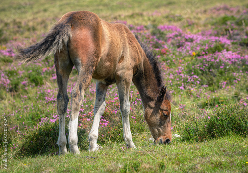 Reddish foal a few months old grazing © Luis Vilanova