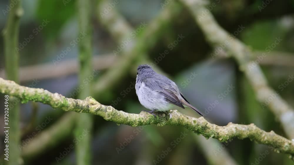 Nature Beautiful bird standing on tree brunches , 4K Footage of Nature wildlife bird species of Little Pied Flycatcher which is found in Borneo, Sabah,Malaysia. Nature Beautiful bird standing on tree brunches , 4K Footage of Nature wildlife bird species of Little Pied Flycatcher which is found in Borneo, Sabah,Malaysia.