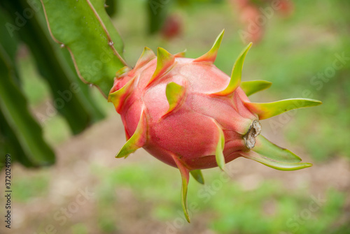 Dragon fruit, hylocereus, Dragon fruit from Thailand country