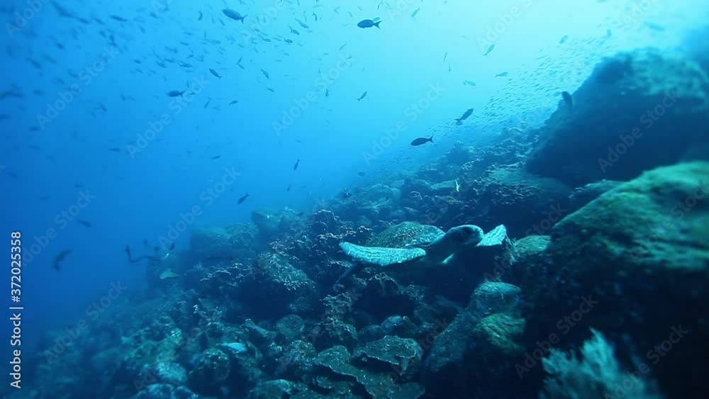 School of fish underwater on background of marine life of Pacific Ocean. Amazing underwater video. Concept of large flow of underwater sea life and wildlife in blue lagoon. School of fish underwater on background of marine life of Pacific Ocean. Amazing underwater video. Concept of large flow of underwater sea life and wildlife in blue lagoon.