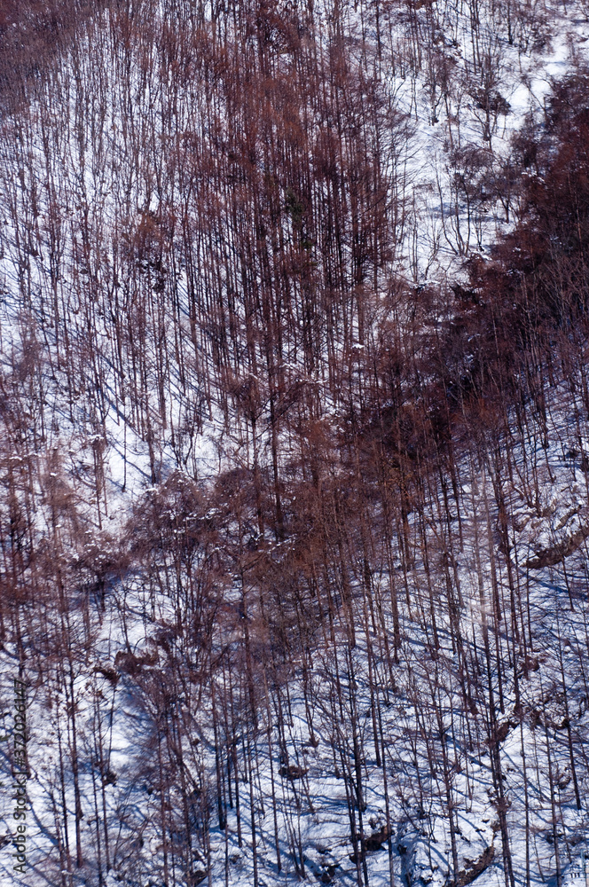 Obraz premium Beautiful winter landscape. Mountain and forest covered with snow, 