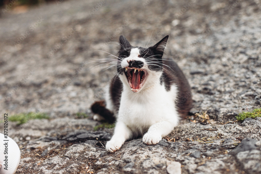 A black and white cat yawns and lays on the ground