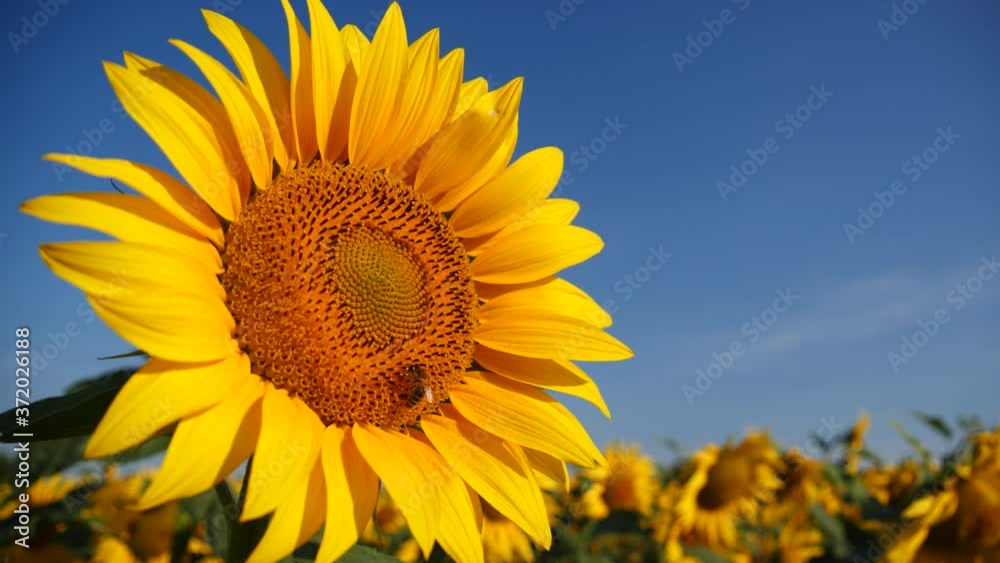 Close up view of yellow sunflower and bee and bumblebee collecting nectar and pollen from sunflower. Macro footage of bee covered with pollen. Close up view of yellow sunflower and bee and bumblebee collecting nectar and pollen from sunflower. Macro footage of bee covered with pollen.
