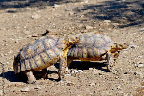 Two African Spurred Tortoises or sulcata tortoises (Centrochelys sulcata) seen from profile and walking on ground