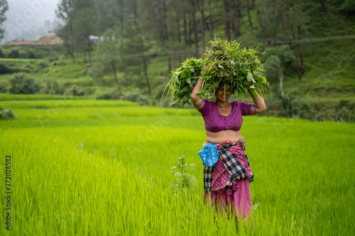 Indian woman working in the irrigated green fields.