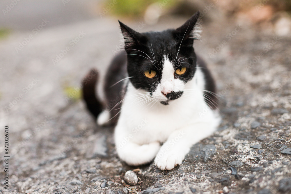 A serious black and white cat walking on the street, looks scared and angry