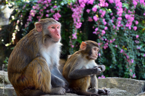 Two monkeys sitting on stones against a background of pink flowers