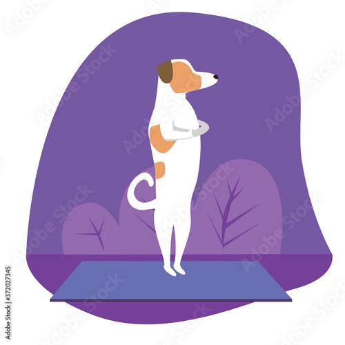 Yoga and jack russell terrier as cartoon character, flat vector stock illustration with dog as concept of yoga pose, asana, health, activity