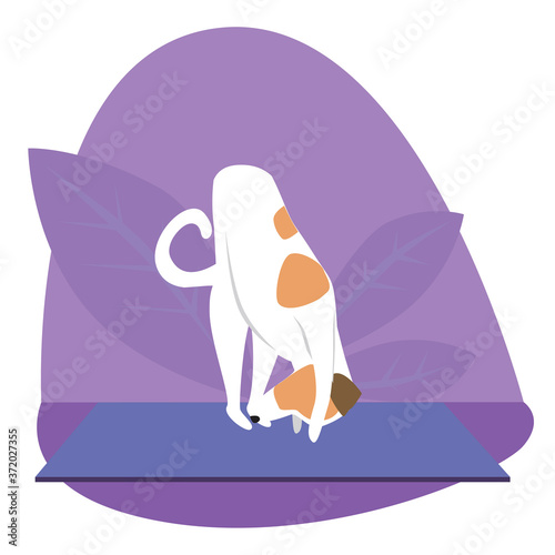 Yoga and jack russell terrier as cartoon character, flat vector stock illustration with dog as concept of yoga pose, asana, health
