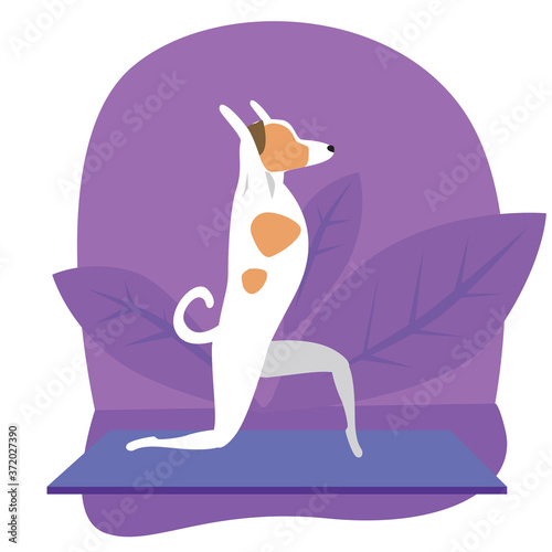 Yoga and jack russell terrier as cartoon character, flat vector stock illustration with dog, yoga pose, asana and leaves