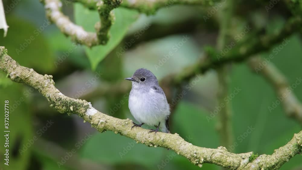 Nature Beautiful bird standing on tree brunches , 4K Footage of Nature wildlife bird species of Little Pied Flycatcher which is found in Borneo, Sabah,Malaysia. Nature Beautiful bird standing on tree brunches , 4K Footage of Nature wildlife bird species of Little Pied Flycatcher which is found in Borneo, Sabah,Malaysia.