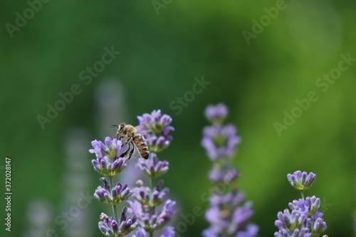 Beautiful Western Honey Bee Pollinates Lavender Flower in Czech Garden. European Honey Bee Collects Nectar from Lavandula Blossom with Blurred Background.