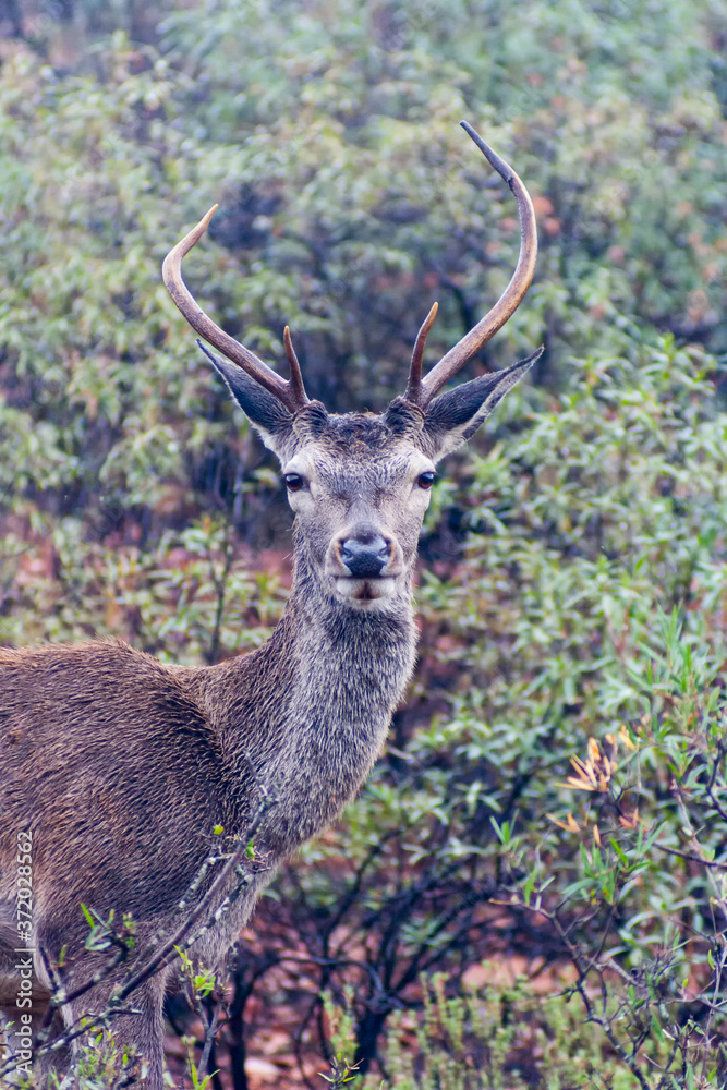 A deer with its beautiful antlers among the dense mountains of the Monfrague Natural Park A deer with its beautiful antlers among the dense mountains of the Monfrague Natural Park