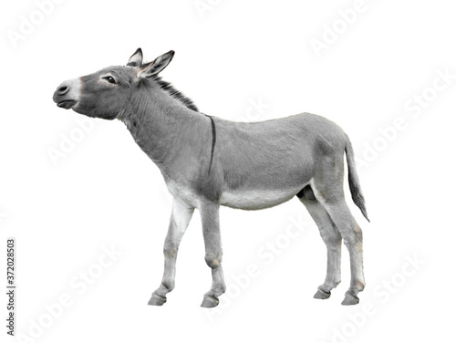 Donkey isolated on white background. © fotomaster