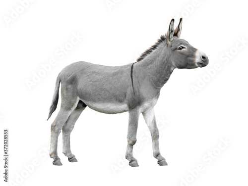 Donkey isolated on white background.