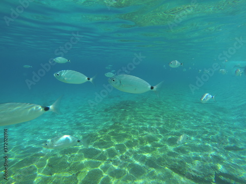 diversa variedad de peces fotografiados en la playa de los muertos, en almeria