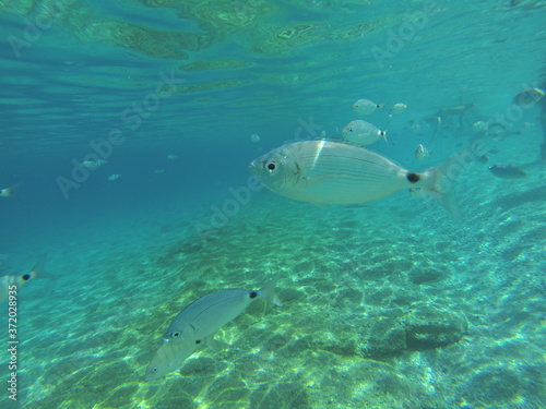 diversa variedad de peces fotografiados en la playa de los muertos  en almeria