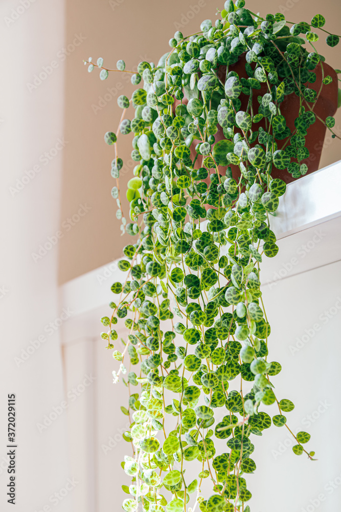 Peperomia prostrata aka "string of turtles" on a white background