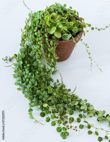 Peperomia prostrata aka 