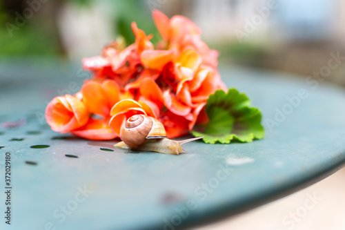 Foto Snail with a Pink Geranium