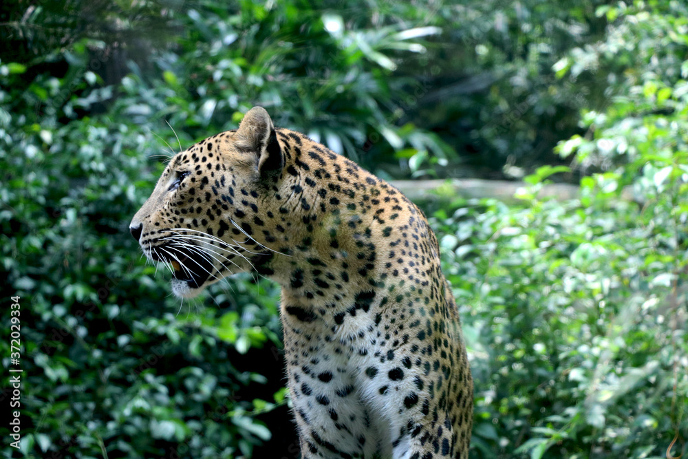 Side View of leopard (cheetah) with background of jungle