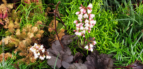 Panorama of white flowers of Heuchera sanguinea or Alumroot on a background of green grass. photo