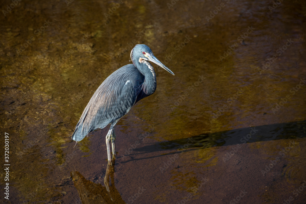 Φωτογραφία A beautiful tricolored heron bird wades in shallow water at Ding Darling National Wildlife Refuge on Sanibel Island, Florida