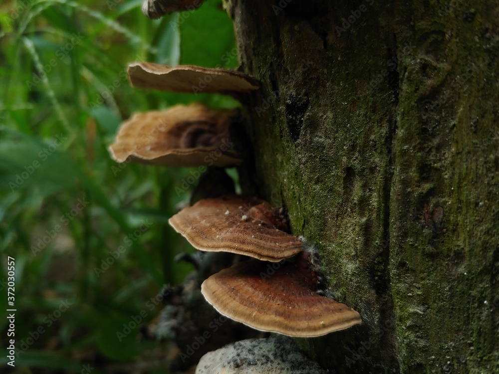 mushroom on the tree