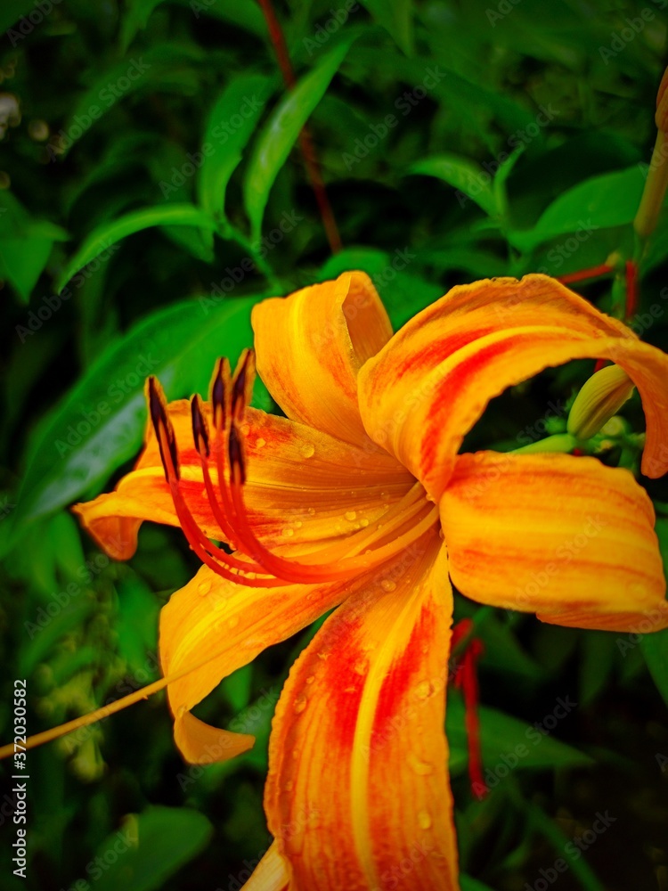 Obraz premium orange tiger lily