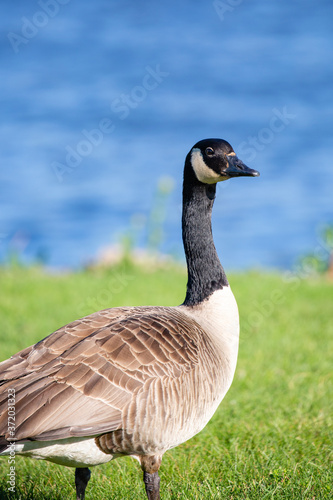 Adult canada goose (Branta canadensis) next to a Wisconsin lake photo