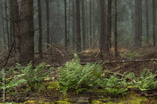 Pinetrees and ferns. Forest Echten Drenthe Netherlands © A