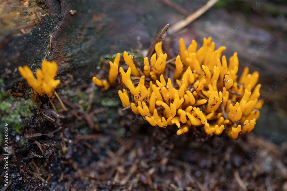 Forest Echten Drenthe Netherlands. Mushrooms. Orange.