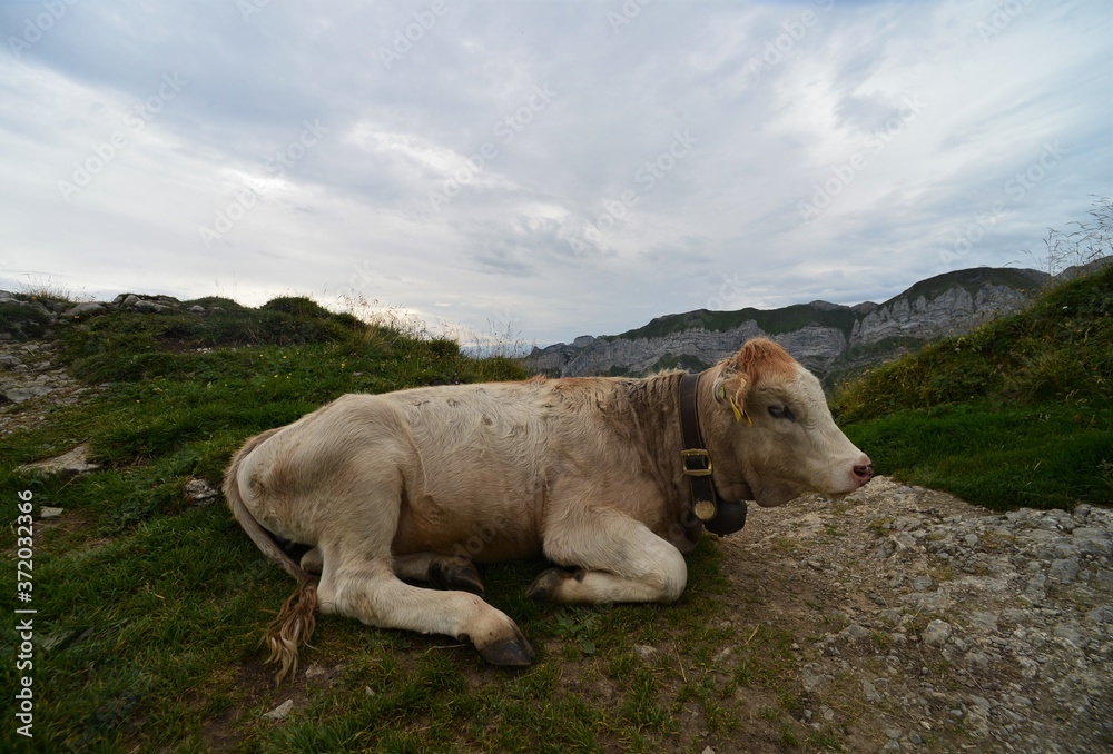 lying beautiful brown cow in the swiss mountains lying beautiful brown cow in the swiss mountains