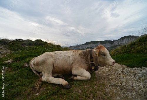 lying beautiful brown cow in the swiss mountains