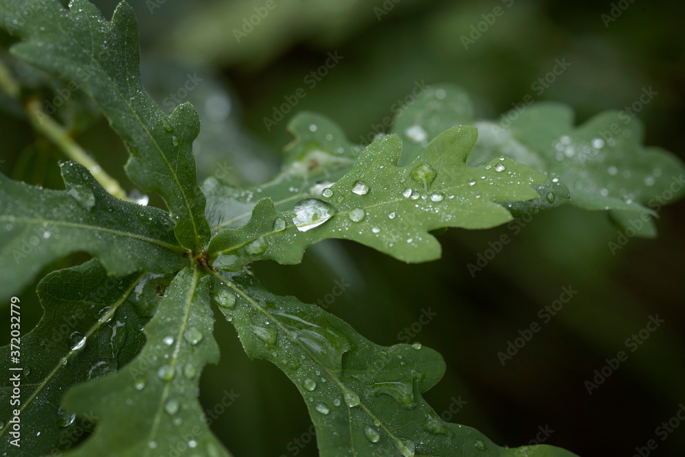 Oakleaf with waterdrops. Rain. Forest Echten Drenthe Netherlands Oakleaf with waterdrops. Rain. Forest Echten Drenthe Netherlands