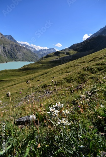 Edelweiss on alpine meadow with alps and reservoir in the background with blue sky in valais in switzerland