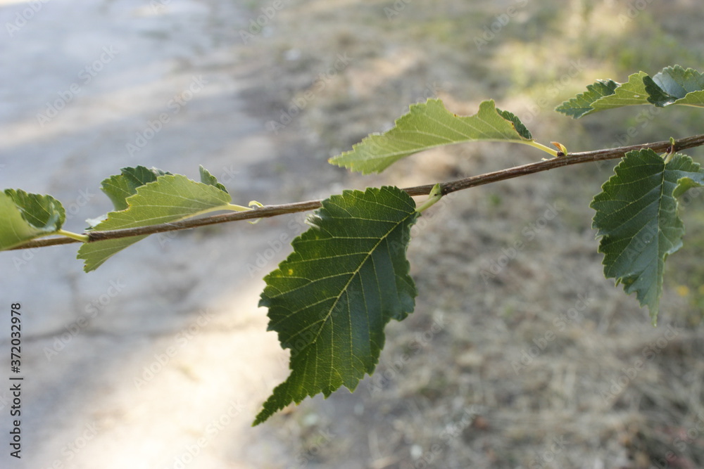 Leaf Leaf