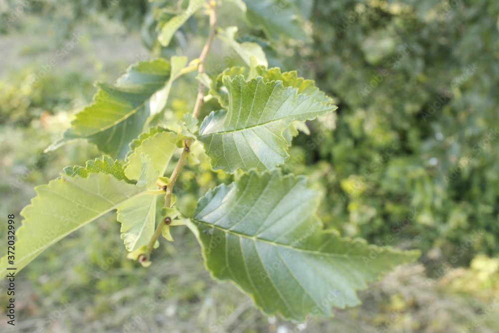 Leaf