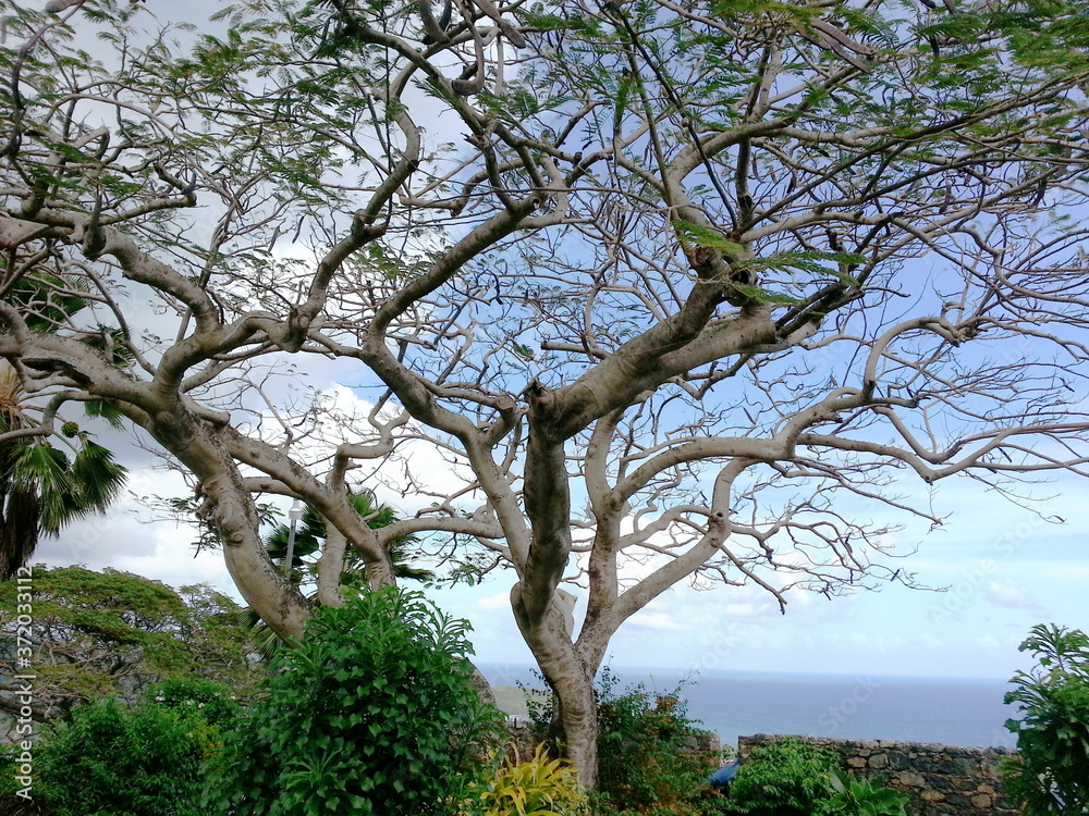 Fototapeta premium tree in the park