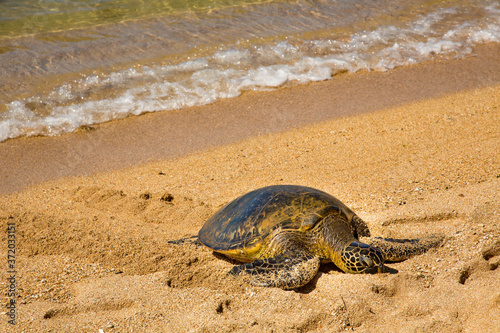 A green sea turtle laying eggs on the beach on the north shore of Oahu, Hawaii.