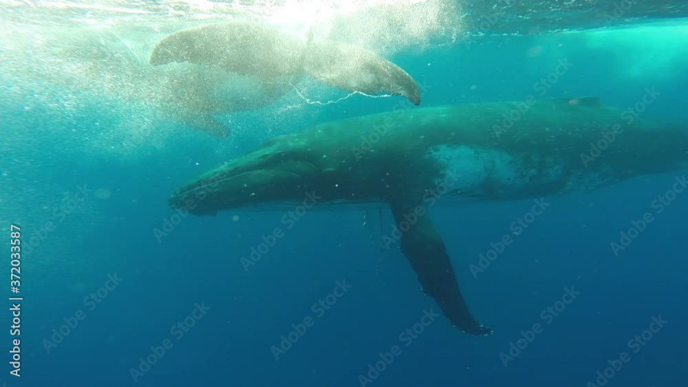 Close-up of calf humpback whale with mother underwater in Indian Ocean. Young Megaptera Novaeangliae and huge whale in pure transparent water of Reunion island. Eye of giant animal looks into camera.