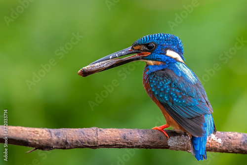 lilac breasted roller