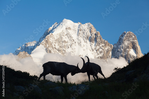 Capricorn Alpine Ibex Capra ibex Mountain Swiss Alps Mountain alps goats on rock on top of the hill silhouette isolated on white mountain and blue sky. Wild animal symbol. Ibex goat couple.
