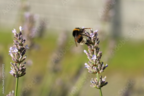 Bumblebee (Bombus) on Lavender (Lavandula)