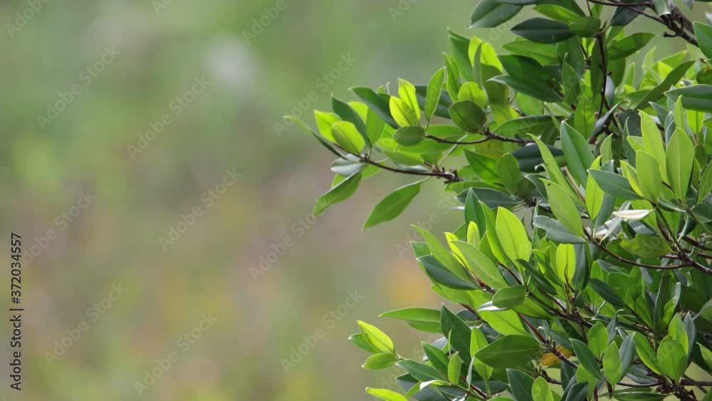 Beautiful Green Leaves With Against With Nature blur background Beautiful Green Leaves With Against With Nature blur background