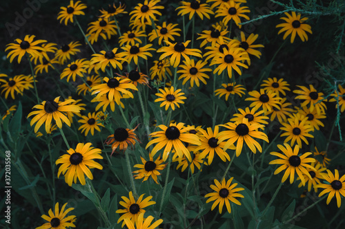 Many small flowers in one flower bed grow and smell. Beautiful yellow flowers with a black center. Rudbeckia, Echinacea. © Ekaterina